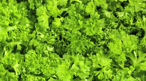 PARSLEY IN CLOSE UP MACRO TRACKING SHOT OVERHEAD Vidéo 62232019