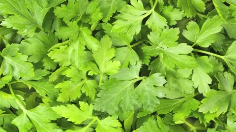  PARSLEY IN CLOSE UP MACRO TRACKING SHOT OVERHEAD Vidéo 62232211