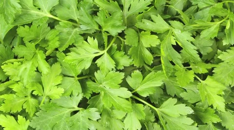  PARSLEY IN CLOSE UP MACRO TRACKING SHOT OVERHEAD Vidéo 62232296