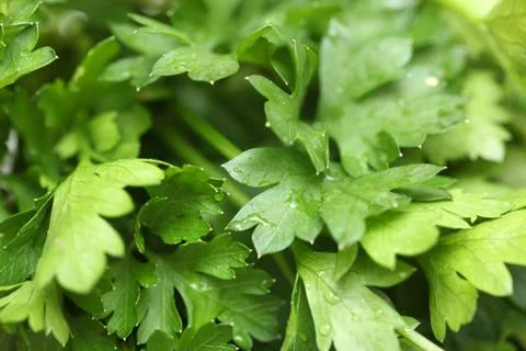 Parsley close-up Stock Photos