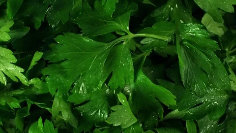 Parsley Close Up rotating Video stock 125841499