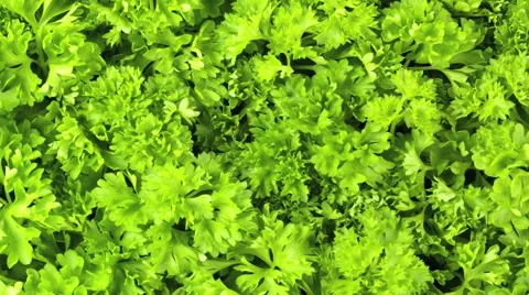  PARSLEY IN CLOSE UP TRACKING SHOT  Vidéo 62232888