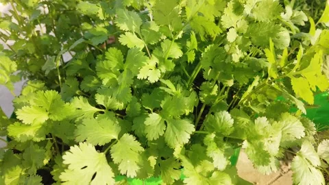 Parsley (coriander) Stock Footage 167998511