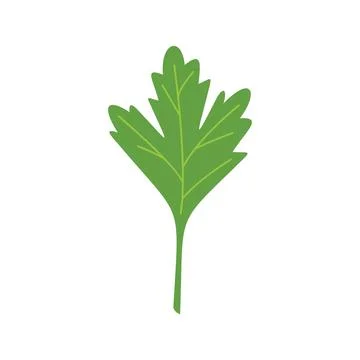 Parsley dill icon flat vector. Herb leaf Stock Illustration