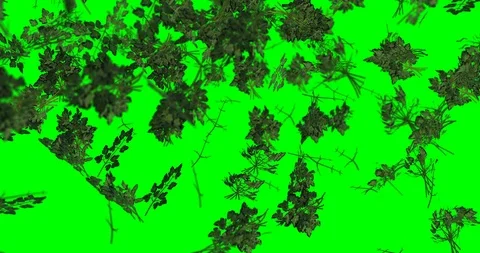 Parsley falling background Video stock 99281358