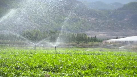 Parsley field irrigation Stock Footage 237510704