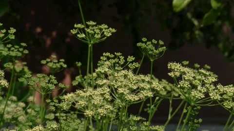 Parsley flowers Video stock 51984168