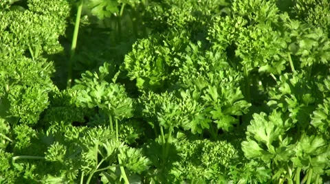 Parsley Stock Footage 1002451