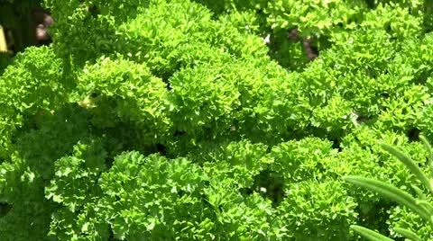 Parsley Vidéo 11625939