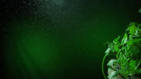 Parsley 스톡 동영상 11632764