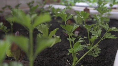 Parsley Stock Footage 82028017