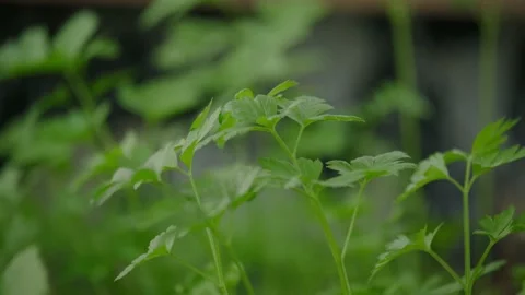 Parsley Stock Footage 131206721