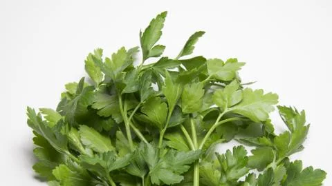 Parsley fresh green herb Stock Photos
