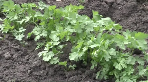 Parsley in garden close up Vidéo 37043228