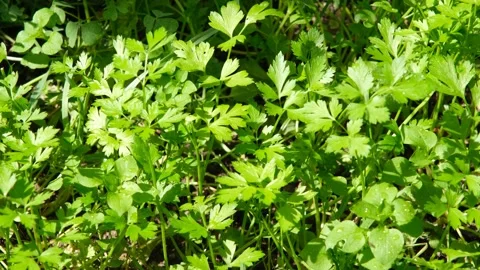 Parsley in garden Stock Footage 182066253