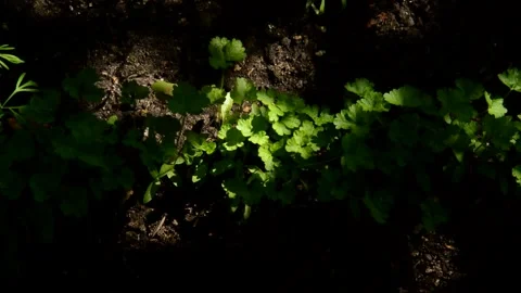 Parsley in the garden Stock Footage 328646655