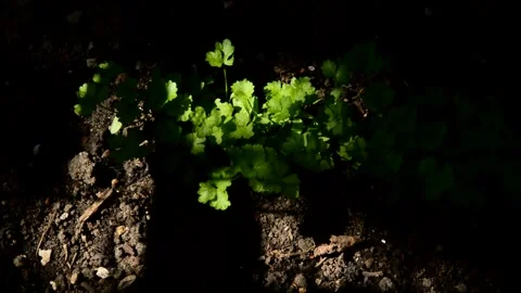Parsley in the garden Stock Footage 328646736