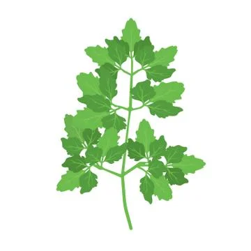 Parsley green leaf herb vector icon food. Fresh plant spice isolated organic  Stockillustratie