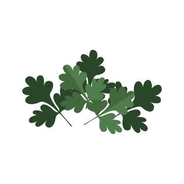 Parsley green vector object isolated Illustrazione stock