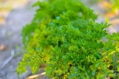 The parsley growing on a bed Foto stock