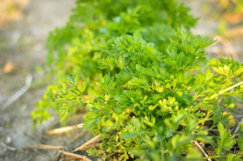 The parsley growing on a bed Stock Photos
