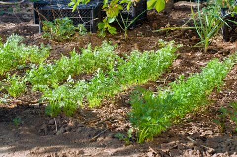 Parsley growing Stock Photos