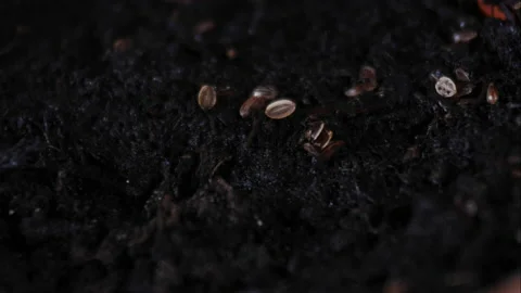 Parsley growing from seed. Stock Footage 172003420
