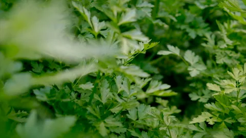 Parsley grows in the garden. Selective focus. Stock Footage 237435507
