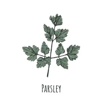 Parsley hand drawing Stock Illustration