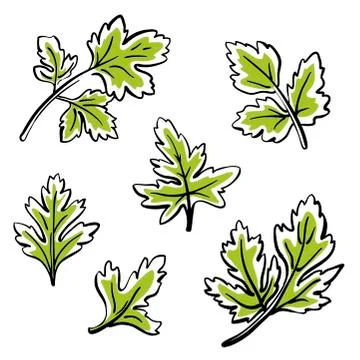Parsley. Hand drawn vector vegetable icons Stock Illustration