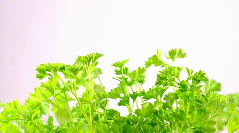 Parsley is harvested Stock Footage 23323069