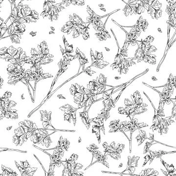 Parsley herb botanical seamless pattern texture sketch vector illustration. 스톡 일러스트