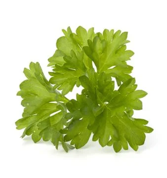 Parsley herb Stock Photos