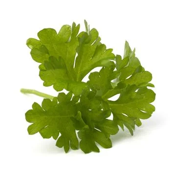 Parsley herb Stock Photos