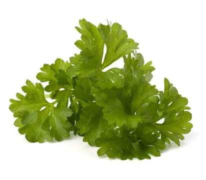 Parsley herb Stock Photos