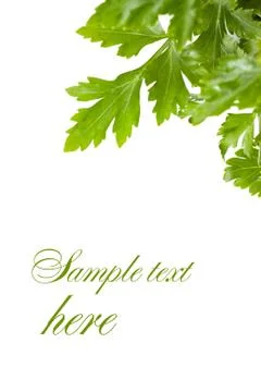 Parsley Stock Illustration