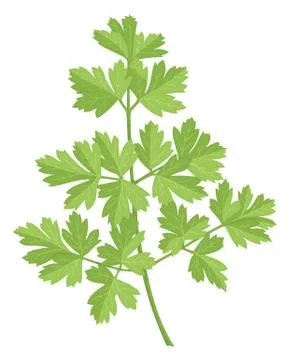 Parsley Stock Illustration