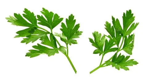 Parsley isolated Stock Photos