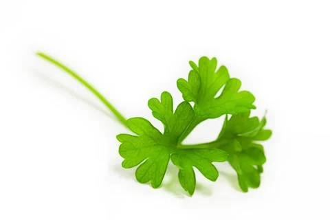Parsley isolated Stock Photos
