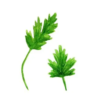 Parsley isolated on a white background. Stock Illustration