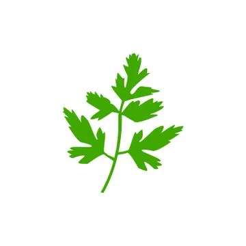 Parsley isolated on white background. Vector illustration. Stock Illustration