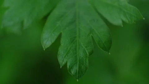 Parsley leaf close up Stock Footage 131207849