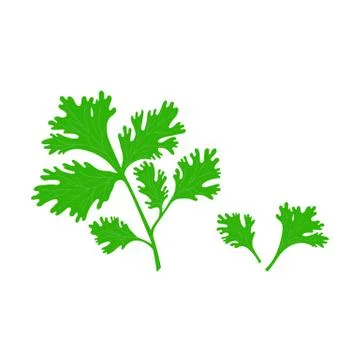 Parsley leaf in flat style isolated illustration on white background. Stock Illustration
