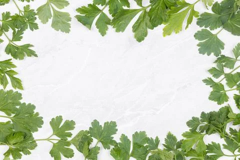 Parsley leaf frame with copy space Stock Photos