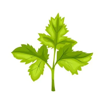 Parsley leaf green cartoon vector illustration Stock Illustration