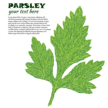 Parsley leaf Stock Illustration