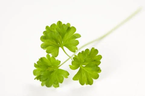 Parsley leaf isolated Stock Photos