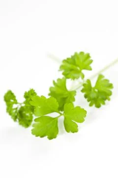 Parsley leaf isolated Stock Photos