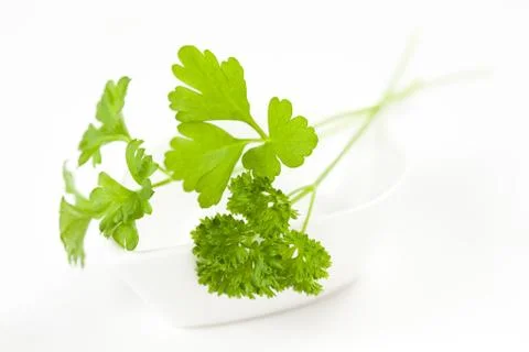 Parsley leaf isolated Stock Photos