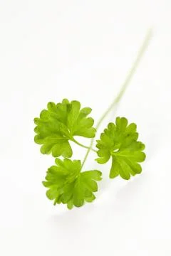 Parsley leaf isolated Stock Photos